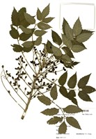 藏品(鴨膽子)的圖片